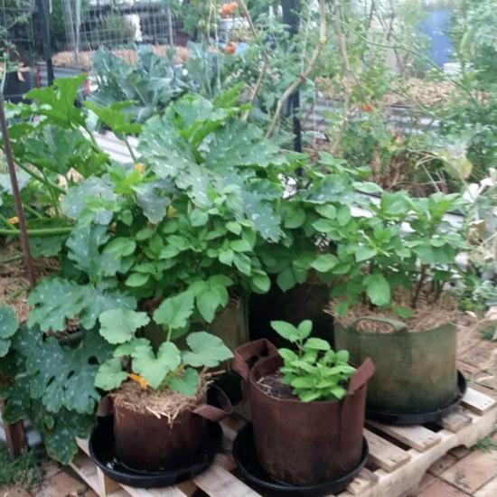 Grow Bigger and Healthier Tomatoes, Veggies and Herbs In Soft Pots.